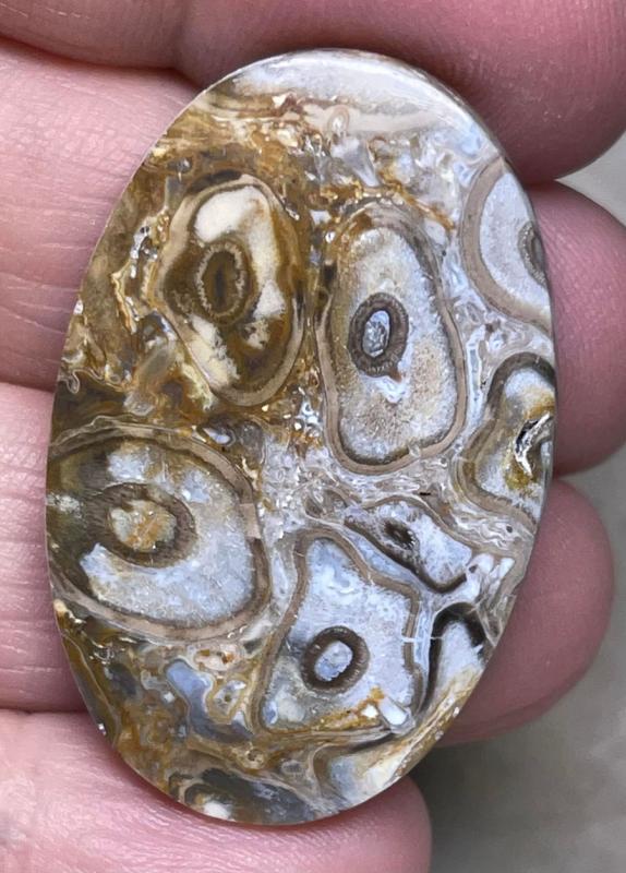Oval 39x25mm Agatised Palm Root Cabochon 34