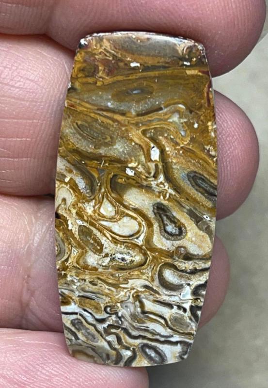 Freeform 38x18mm Agatised Palm Root Cabochon 35