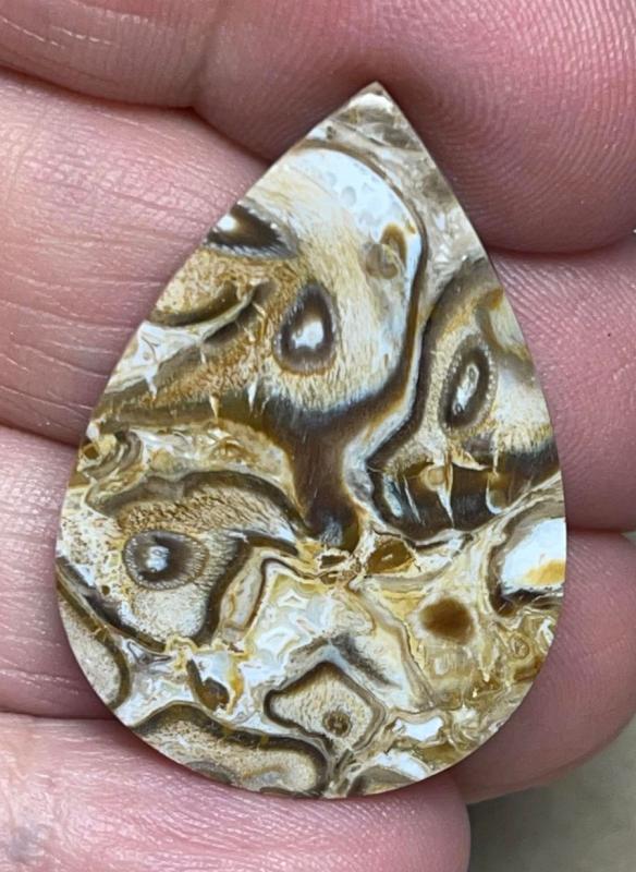 Teardrop 34x24mm Agatised Palm Root Cabochon 36