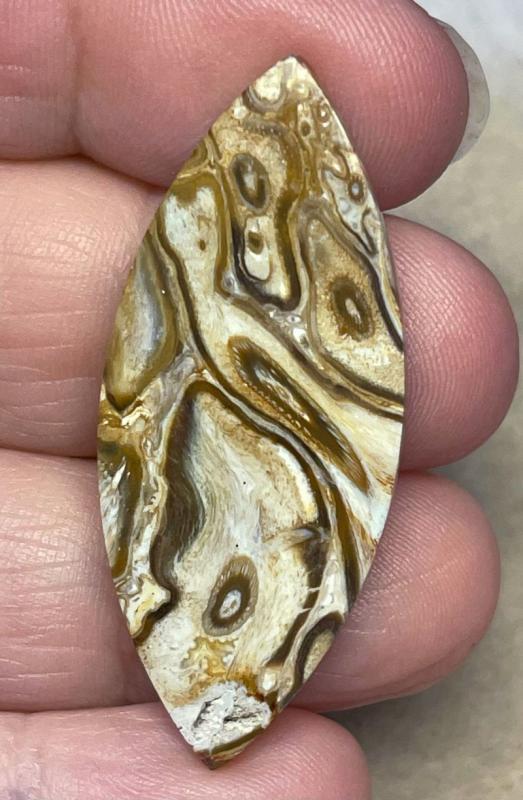 Marquise 45x18mm Agatised Palm Root Cabochon 37