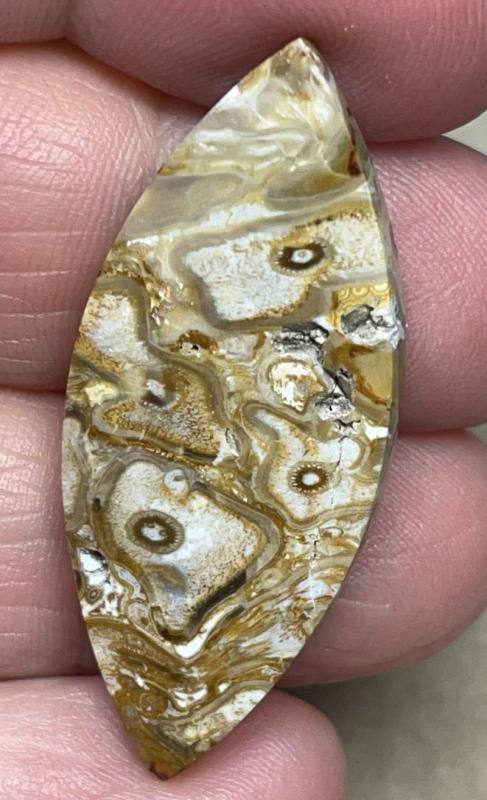 Marquise 40x17mm Agatised Palm Root Cabochon 41