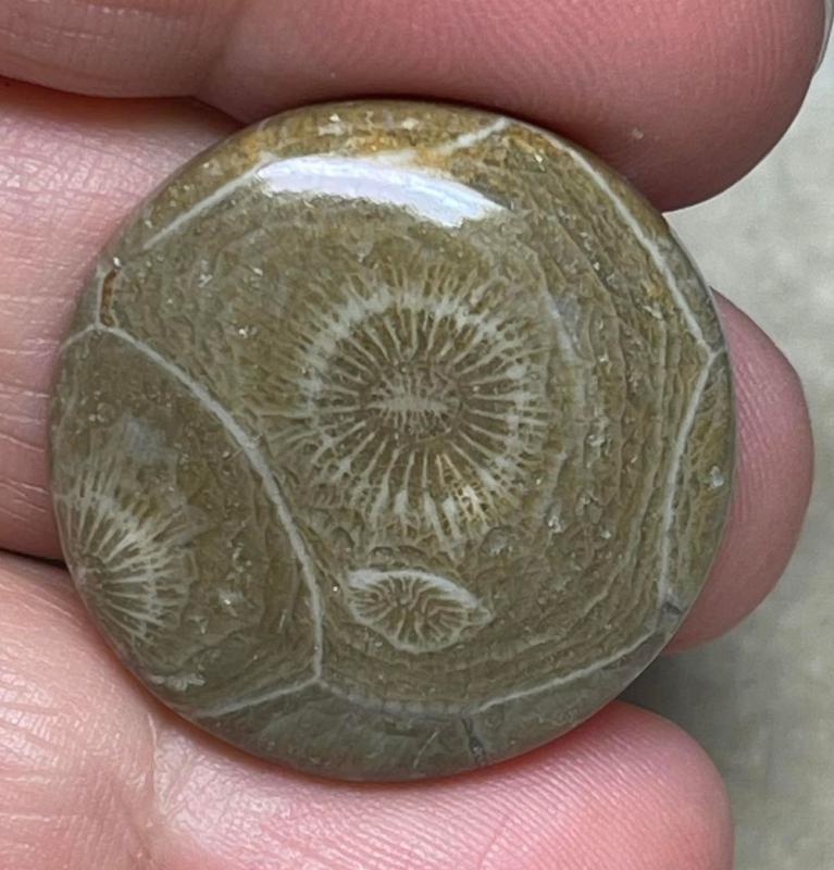 Round 27x27mm Moroccan Fossil Coral Cabochon 07