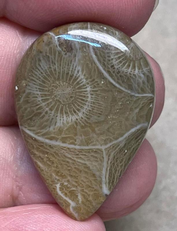 Teardrop 32x22mm Moroccan Fossil Coral Cabochon 11