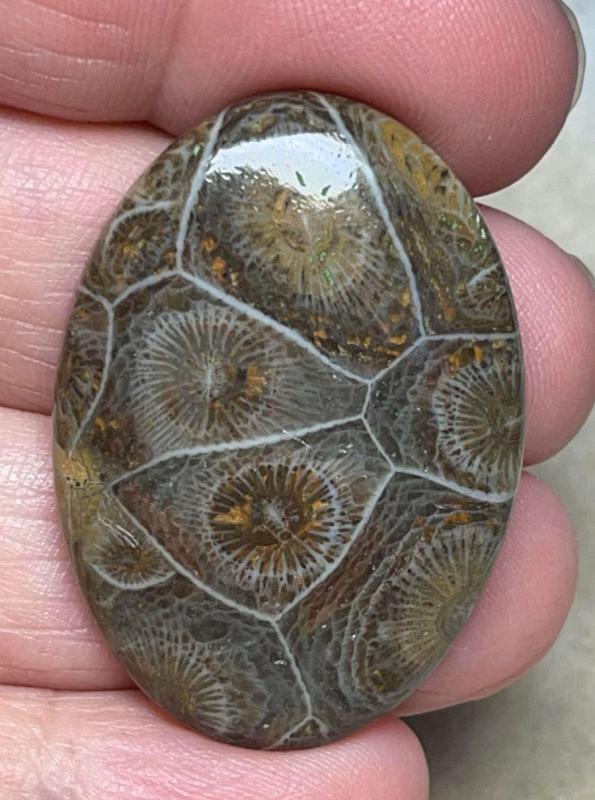 Oval 37x26mm Moroccan Fossil Coral Cabochon 12