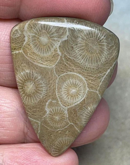 Teardrop 39x29mm Moroccan Fossil Coral Cabochon 20
