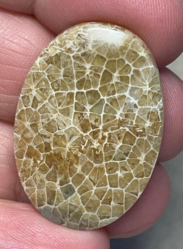 Oval 33x23mm Flower Fossil Coral Cabochon 01