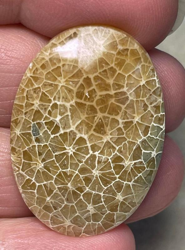 Oval 33x24mm Flower Fossil Coral Cabochon 03