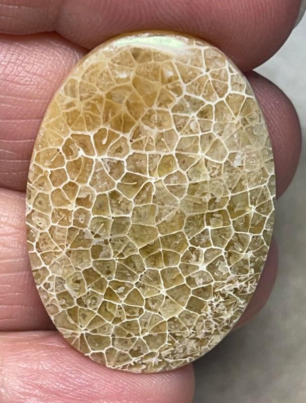 Oval 36x25mm Flower Fossil Coral Cabochon 05