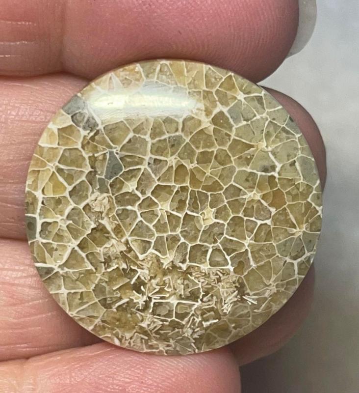 Round 30x30mm Flower Fossil Coral Cabochon 08