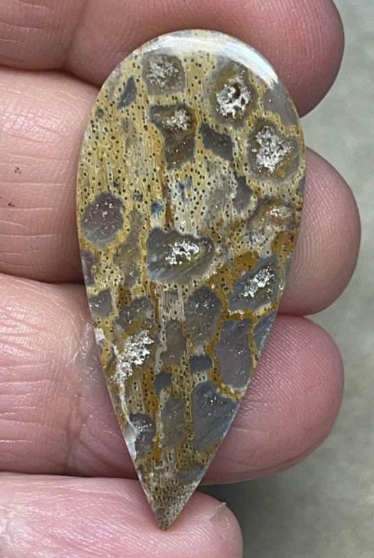 Teardrop 42x19mm Petrified Pocket Root Cabochon 08