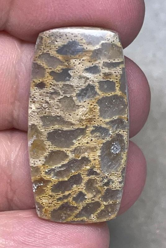 Freeform 34x17mm Petrified Pocket Root Cabochon 23