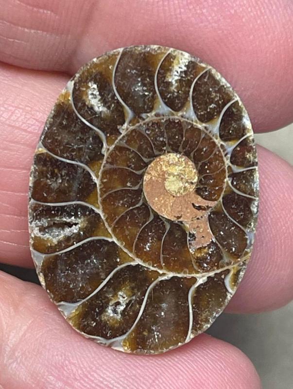 Oval 27x20mm Ammonite Cabochon 03