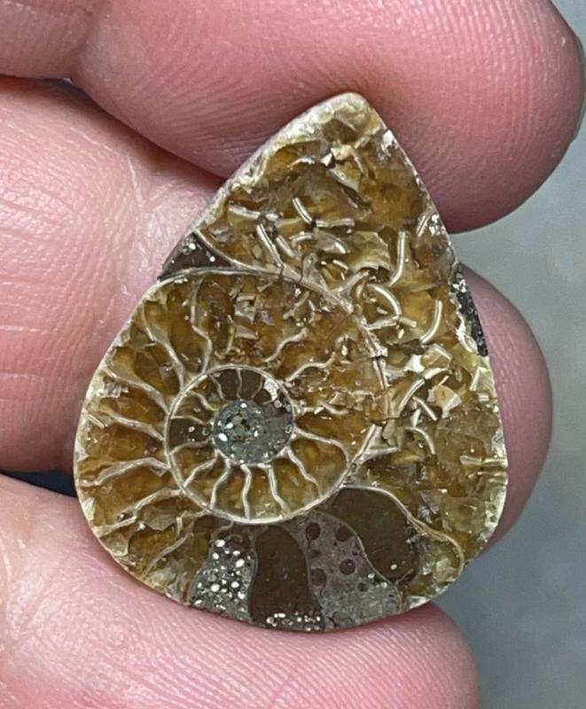 Teardrop 26x21mm Ammonite Cabochon 05