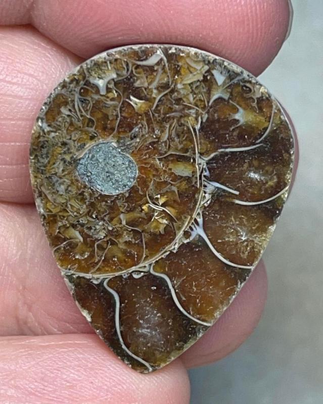 Teardrop 31x25mm Ammonite Cabochon 06