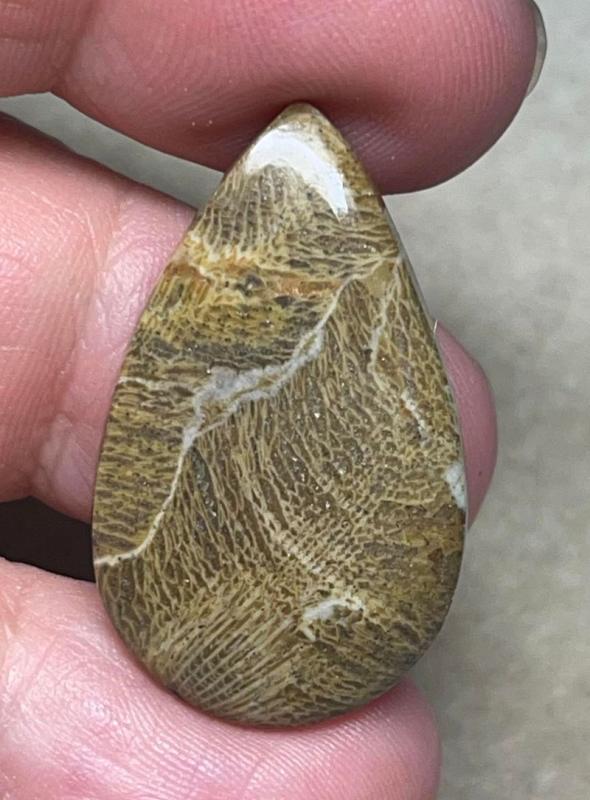 Teardrop 32x19mm Moroccan Fossil Coral Cabochon 36