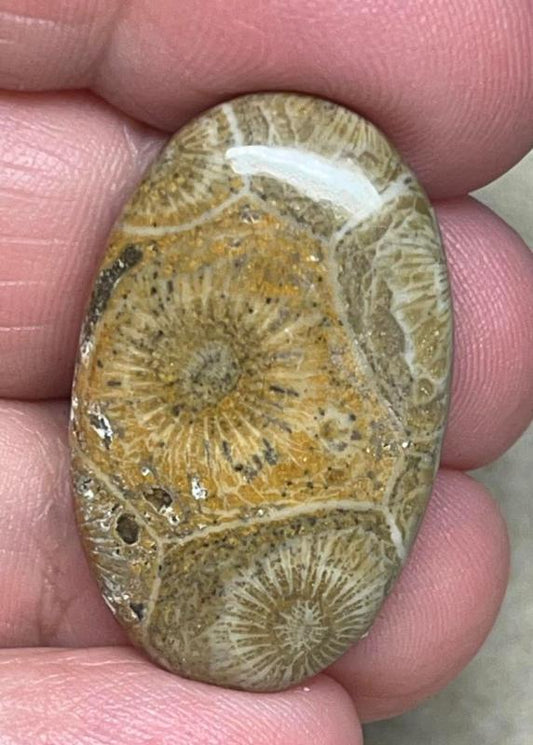 Oval 30x19mm Moroccan Fossil Coral Cabochon 38