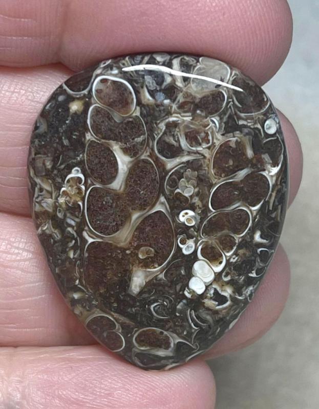 Teardrop 35x27mm Turritella Agate Cabochon 43