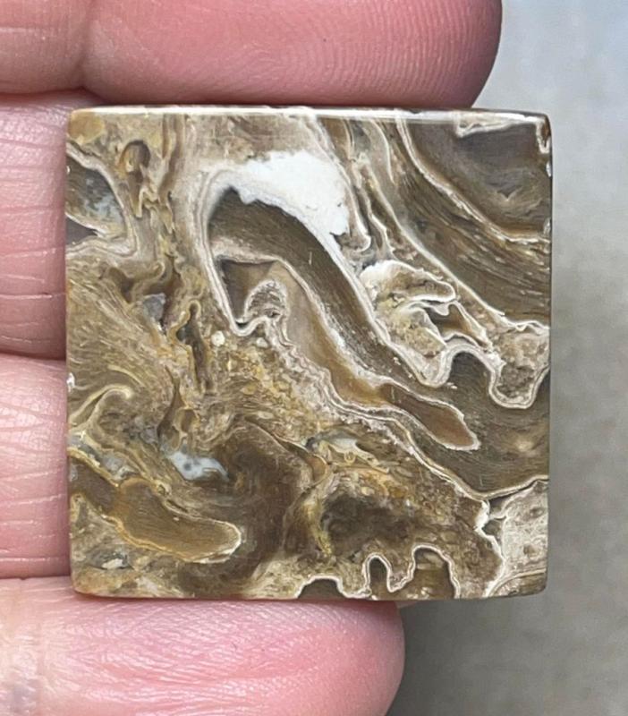 Square 28x28mm Petrified Palm Root Cabochon 23