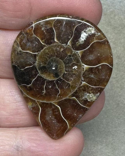 Teardrop 40x32mm Ammonite Flat Polished Back Cabochon 03