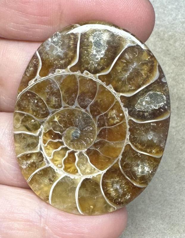 Oval 47x38mm Ammonite Flat Polished Back Cabochon 05