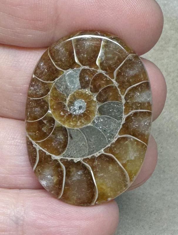 Oval 37x27mm Ammonite Flat Polished Back Cabochon 11