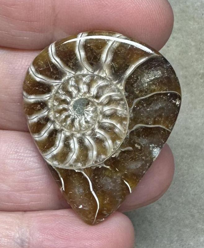 Teardrop 38x30mm Ammonite Flat Polished Back Cabochon 12