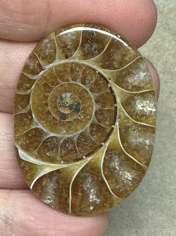 Oval 40x30mm Ammonite Flat Polished Back Cabochon 23