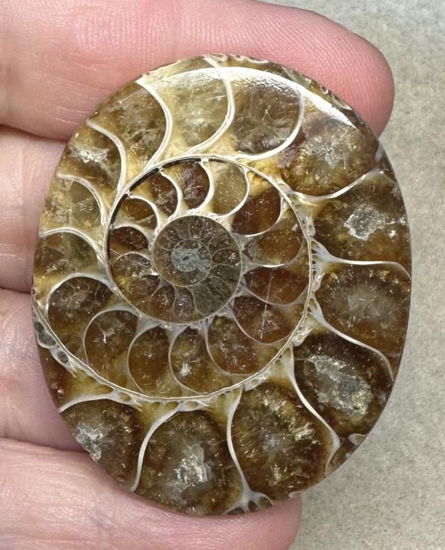 Oval 47x38mm Ammonite Flat Polished Back Cabochon 25