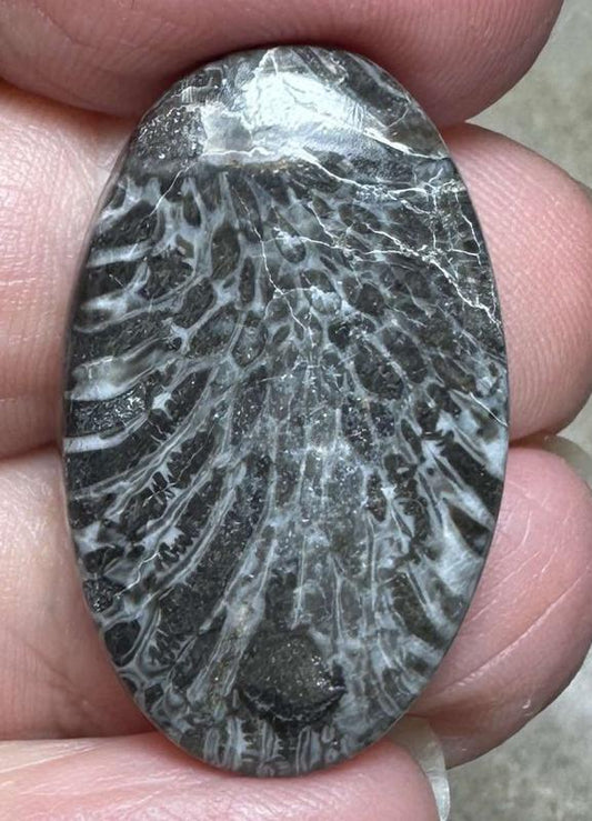 Oval 30x18mm Black Fossil Coral Cabochon 21
