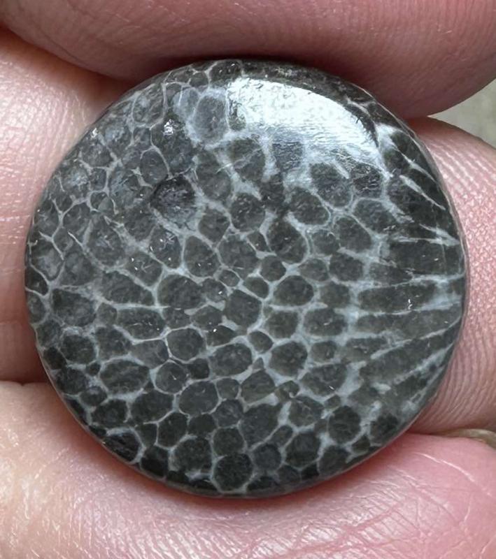 Round 19x19mm Black Fossil Coral Cabochon 22