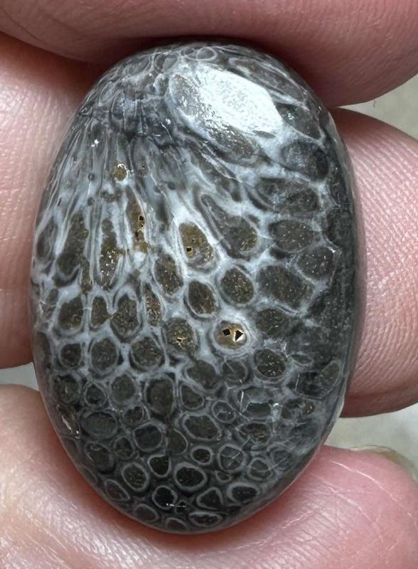 Oval 24x16mm Black Fossil Coral Cabochon 27
