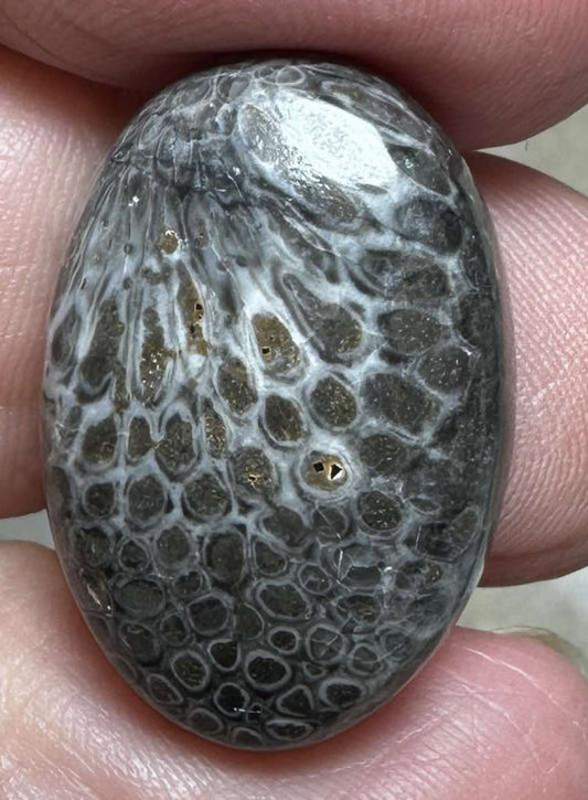 Oval 24x16mm Black Fossil Coral Cabochon 27