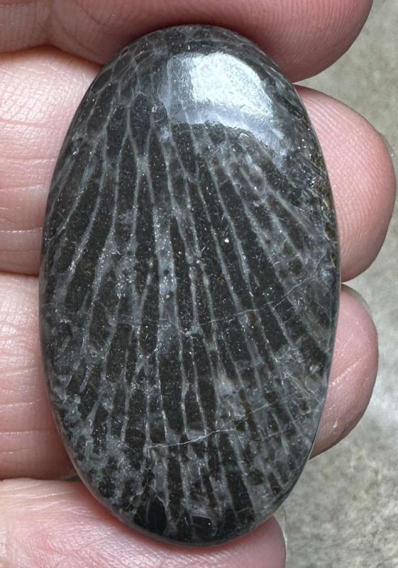 Oval 37x21mm Black Fossil Coral Cabochon 30