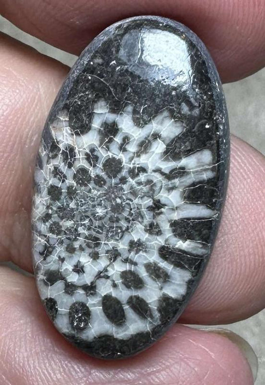 Oval 27x15mm Black Fossil Coral Cabochon 32