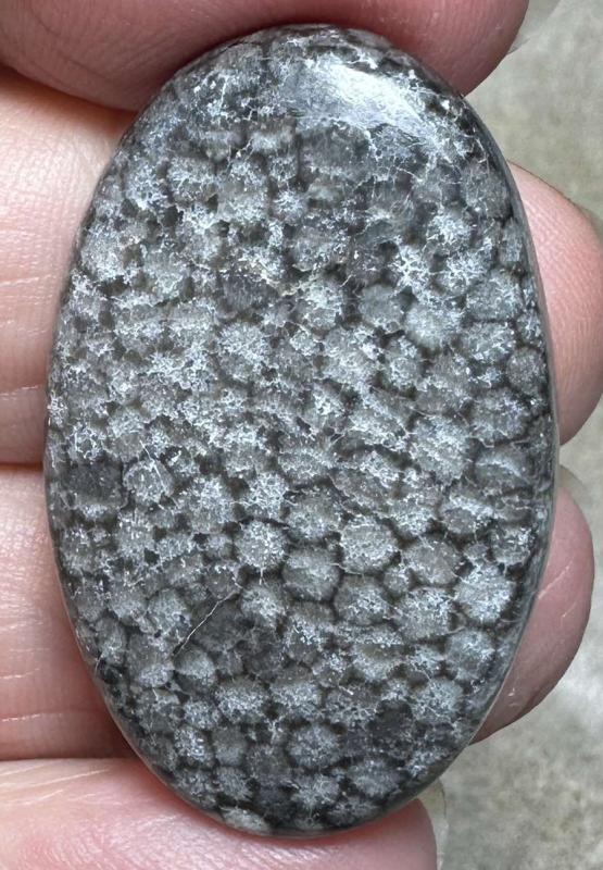 Oval 37x23mm Black Fossil Coral Cabochon 33