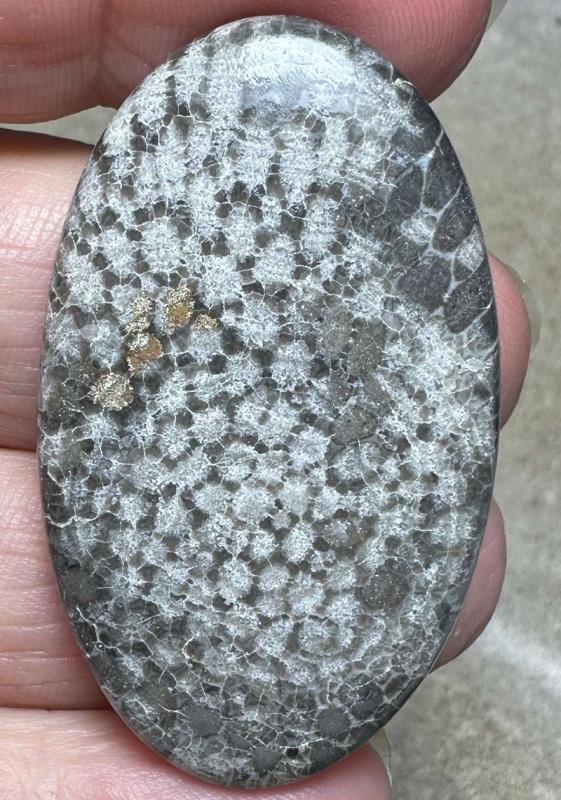 Oval 46x27mm Black Fossil Coral Cabochon 34