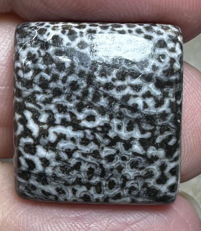 Rectangle 20x18mm Black Fossil Coral Cabochon 35