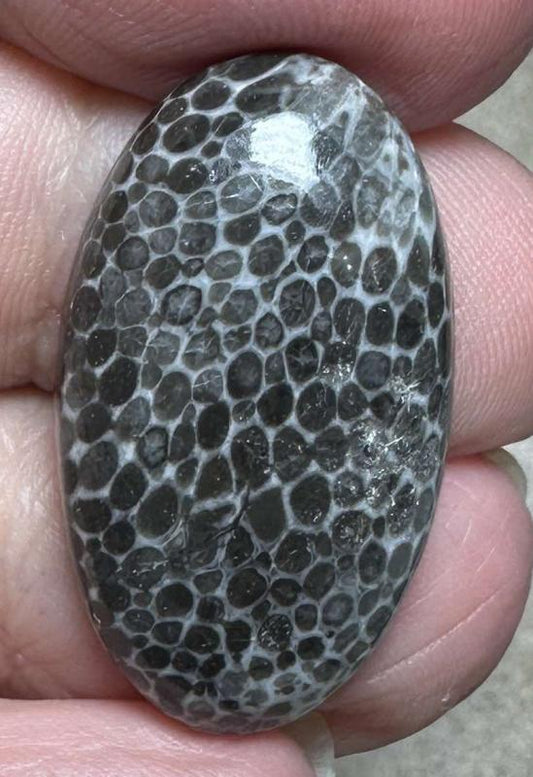 Oval 29x16mm Black Fossil Coral Cabochon 36