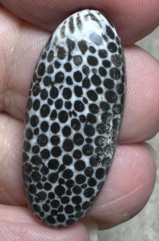 Oval 31x13mm Black Fossil Coral Cabochon 37