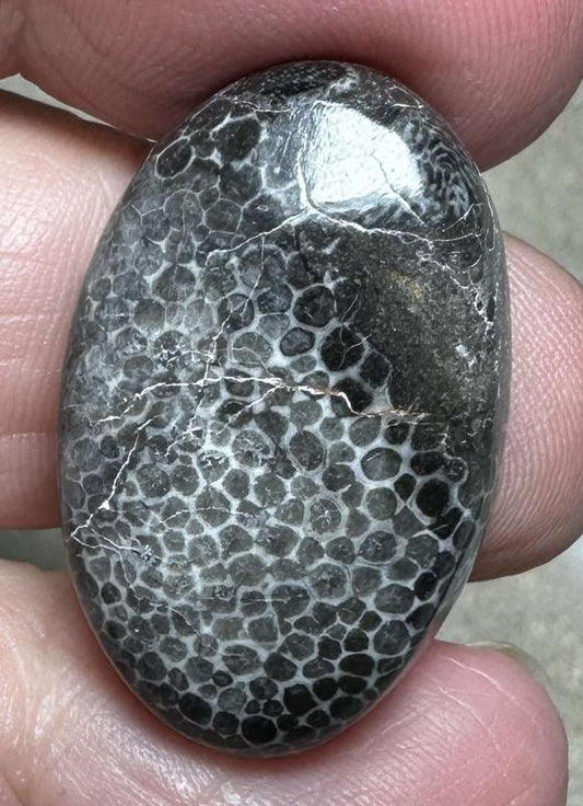 Oval 29x18mm Black Fossil Coral Cabochon 38