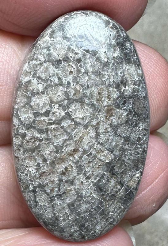 Oval 33x20mm Black Fossil Coral Cabochon 41