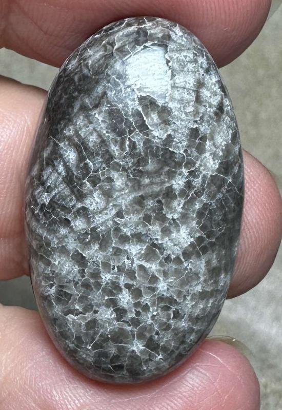 Oval 32x19mm Black Fossil Coral Cabochon 42