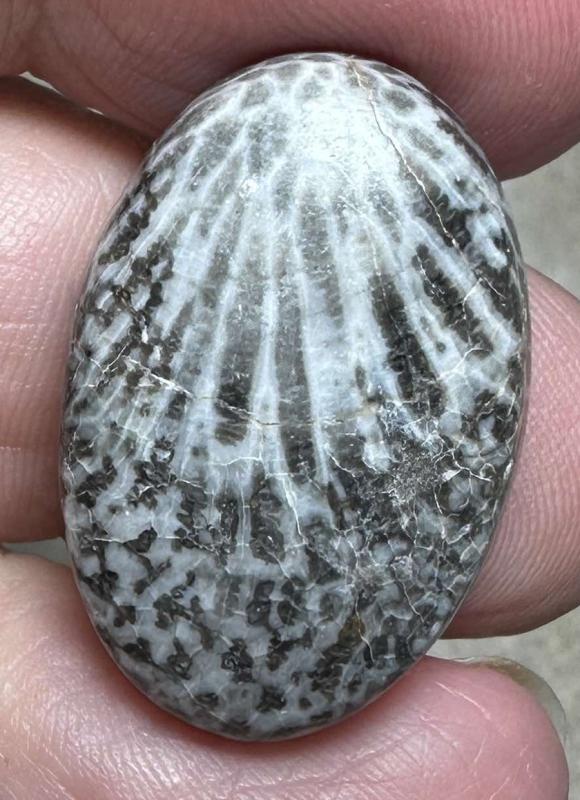 Oval 26x17mm Black Fossil Coral Cabochon 43