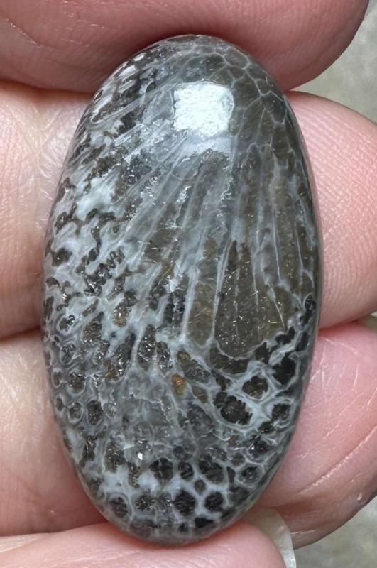 Oval 29x16mm Black Fossil Coral Cabochon 44