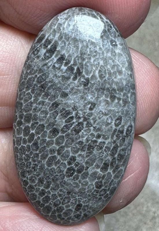 Oval 35x19mm Black Fossil Coral Cabochon 46