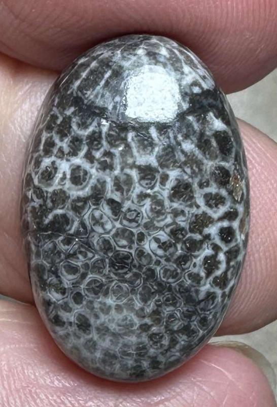 Oval 23x15mm Black Fossil Coral Cabochon 47