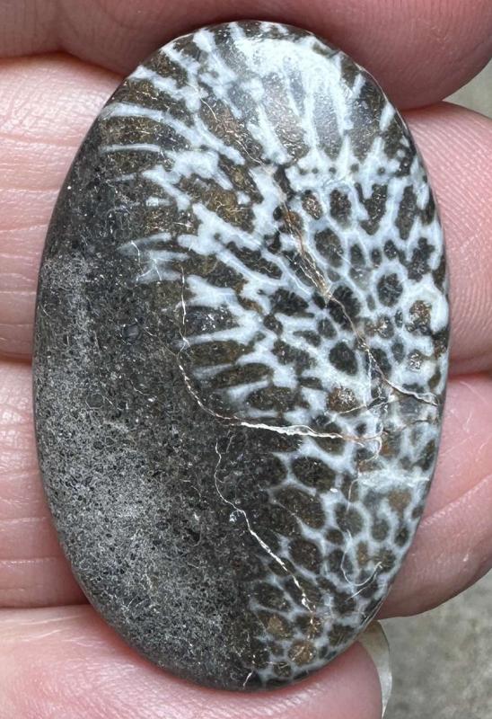 Oval 35x21mm Black Fossil Coral Cabochon 48