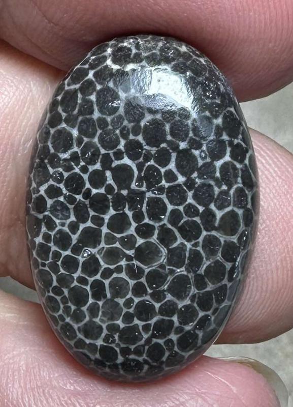 Oval 24x16mm Black Fossil Coral Cabochon 49