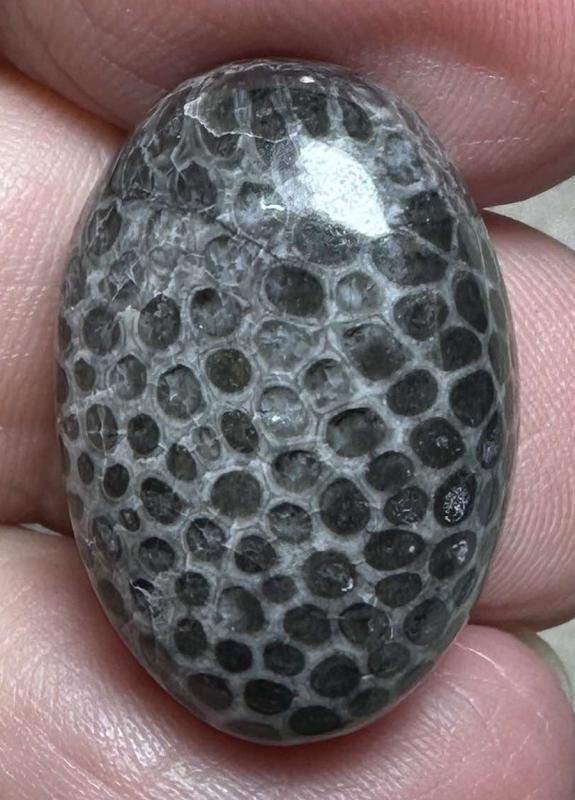 Oval 24x16mm Black Fossil Coral Cabochon 50