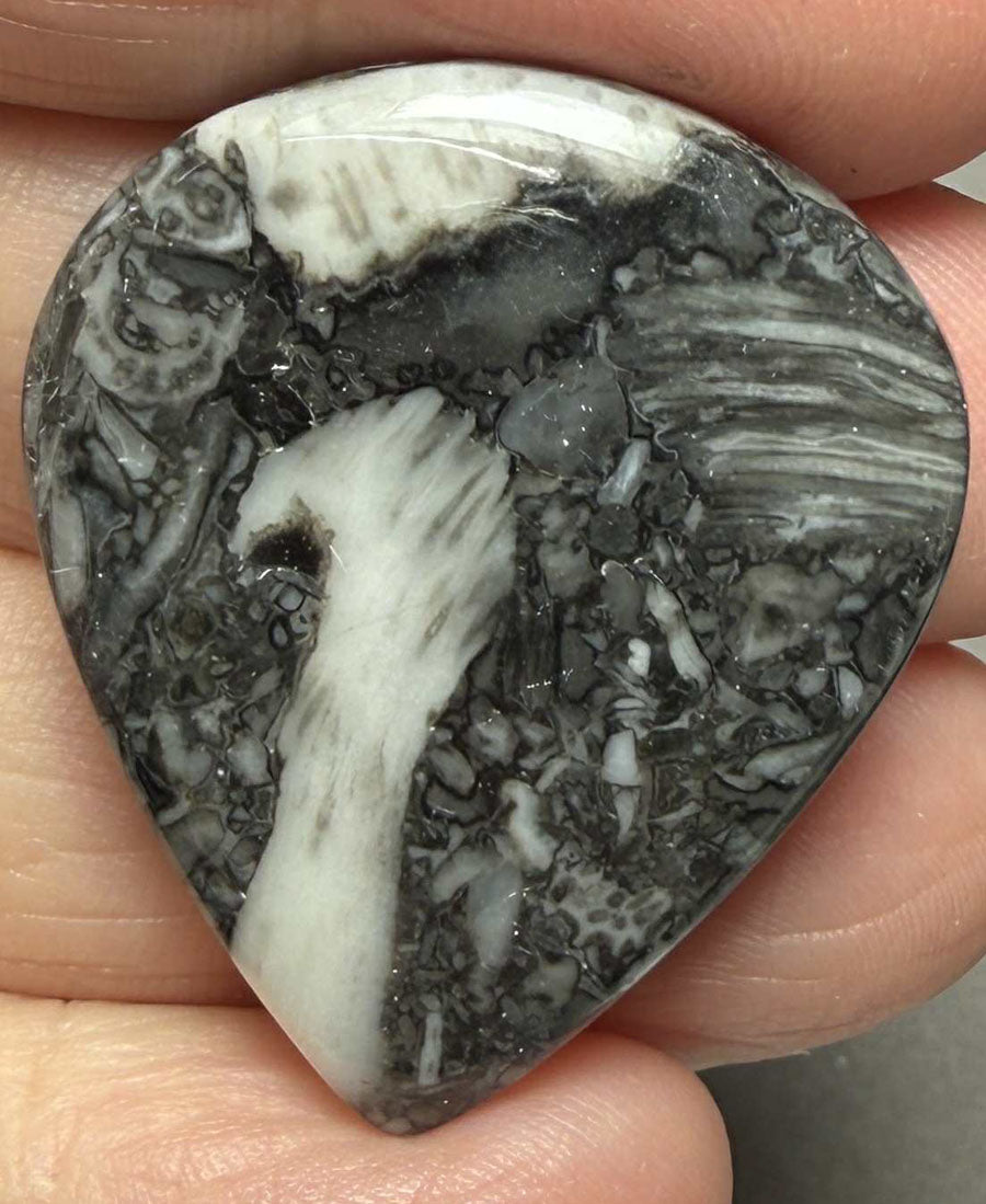 Teardrop 34x29mm Orthoceras Fossil Cabochon 01